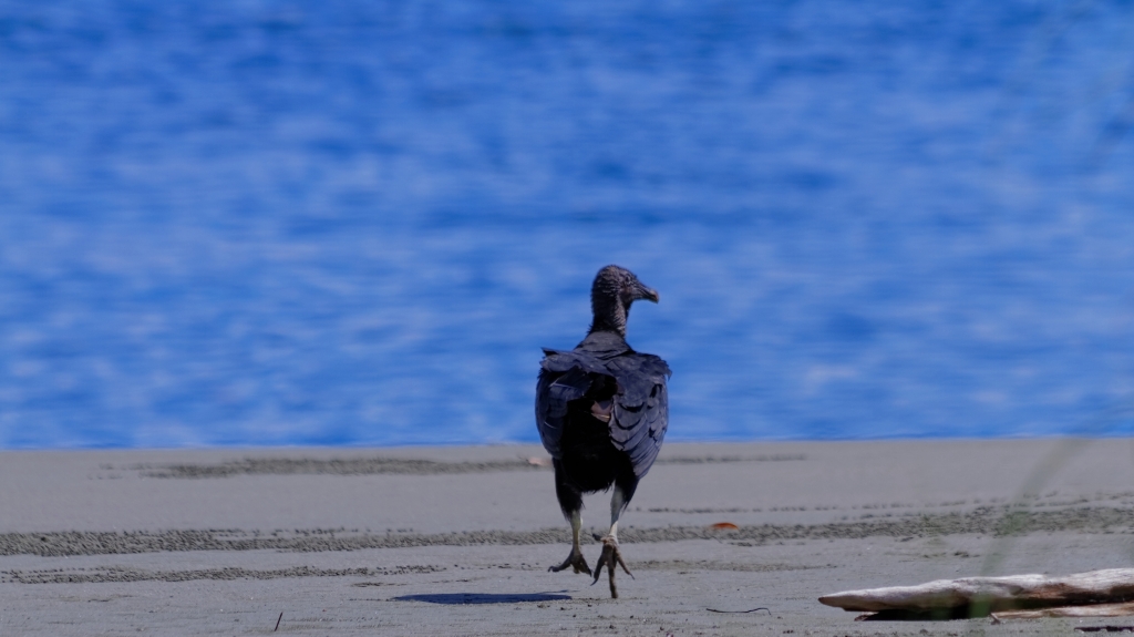 10 - Puerto Jimenez (6).jpg